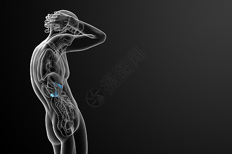 3d 向医生说明胆浆和锅炉器官胆道医疗胰腺胆囊胰脏膀胱图片