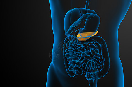 3d 向医生说明胆浆和锅炉胰腺胰脏胆道膀胱胆囊器官医疗图片