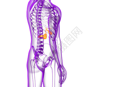 3d 向医生说明胆浆和锅炉胰腺器官医疗膀胱胆道胰脏胆囊图片