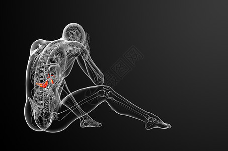 3d 向医生说明胆浆和锅炉器官胆囊胆道医疗胰脏膀胱胰腺图片