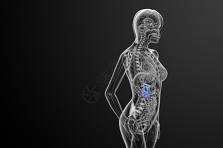 3d 向医生说明胆浆和锅炉胆道胰脏医疗器官膀胱胰腺胆囊图片