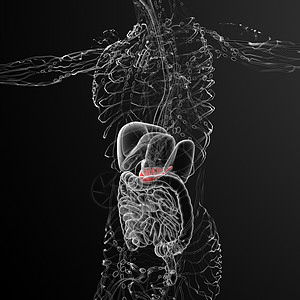 3d 向医生说明胆浆和锅炉胰脏膀胱胆囊医疗胰腺胆道器官图片