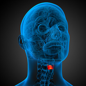 3d 提供喉咙的医疗插图软骨演讲杓状环甲人声嗓音会厌解剖学环状图片
