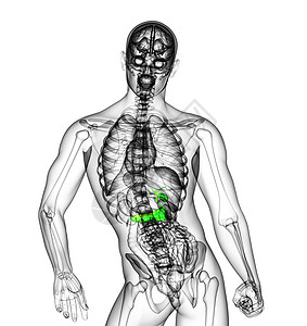 3d 向医生说明胆浆和锅炉胰腺胰脏器官医疗胆道膀胱胆囊图片