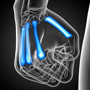 3d 表示对骨骼的医学说明垃圾指骨肌腱方阵掌骨手指手腕风湿病图片