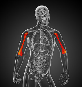 3d为医疗3d插图 骨骨头艺术生物学蓝色电脑身体肱骨黑色手臂背景图片
