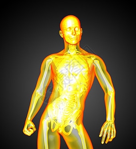 3d为人体解剖的医学插图器官冒号解剖学椎骨骨头骨骼身体图片