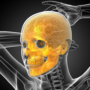 3d 提供头骨的医学插图鼻音颧骨颅骨上颌骨筛骨骨骼下颌蝶骨枕骨图片