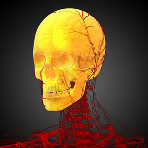 3d 提供头骨的医学插图颅骨颧骨枕骨鼻音上颌骨下颌骨骼筛骨蝶骨图片