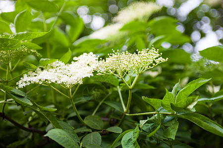 黑人长者桑布库斯的花朵和花蕾野花草药灌木投标叶子花坛场地植物草原草地图片