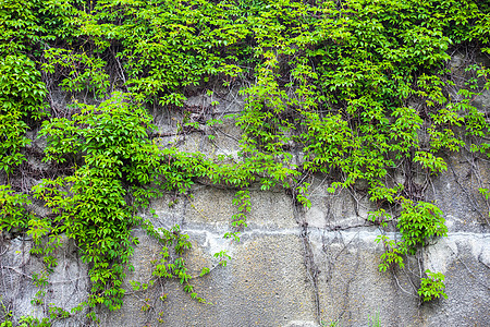 旧的混凝土墙覆盖着绿色常春藤石膏植物衬套草本植物建筑岩石水泥石头植物群石墙图片
