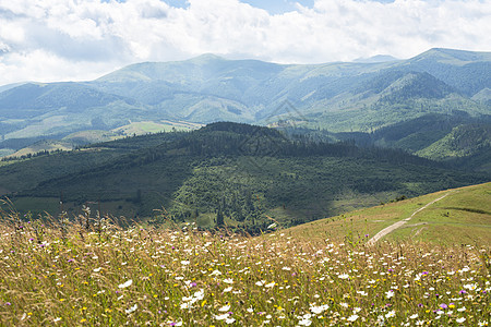 乌克兰喀尔巴阡山脉的景观花朵针叶野花薄雾顶峰旅游风景阴霾地平线高地图片