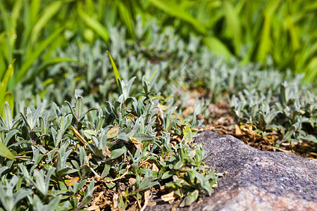 灰石附近的泉生植被贫瘠岩石石头花坛绿色植物群草本植物花园刀刃季节灰色图片