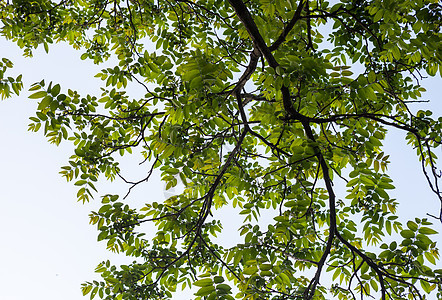 胡桃树的绿枝树叶植被绿色植物小枝植物叶子天空森林枝条核桃属图片