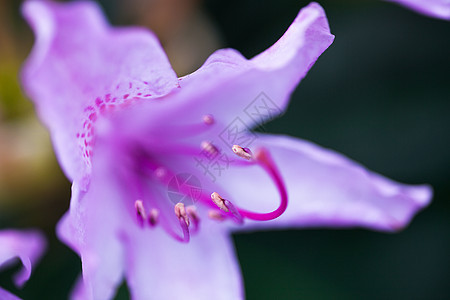紫色花朵雌蕊植物学花瓣树叶花粉生长季节植物群植被花序图片