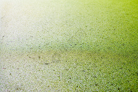 被绿鸭草覆盖的水面荒野叶子沼泽植物杂草菌体植物群池塘水池鸭子图片