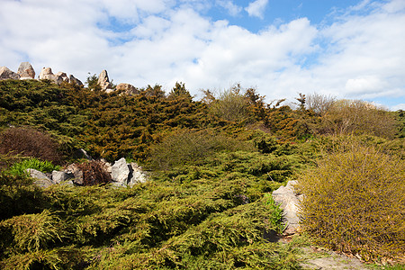 基辅植物园落石山地花园高度假山高山绿化植物学石头针叶树杂草爬坡针叶图片