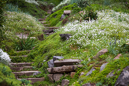 绿色花园中的石 Stony 楼梯灌木假山杂草植物绿化园艺人行道脚步缠绕岩石图片