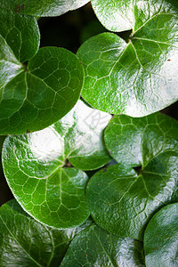 亚萨拉巴卡光绿树叶细辛静脉阳光花园宏观植物植被植物学环境林地图片