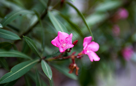 油色粉红色花花和花蕾叶子花期树叶神经质衬套花瓣投标花园热带雌蕊图片