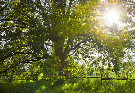 夏日明亮的老橡树太阳阳光植物小枝日光树叶光束辐射太阳光树干图片