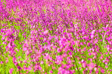 粘黏性青蝇硅草药杂草荔枝植被花园草地花序国家植物野花图片