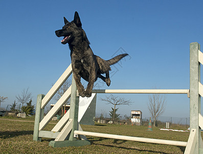 跳跳荷兰牧羊犬栅栏运动训练活动宠物自由牧羊犬棕色动物竞赛图片