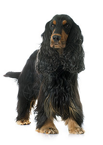 可卡犬工作室动物英语宠物棕褐色黑色成人猎狗男性背景图片