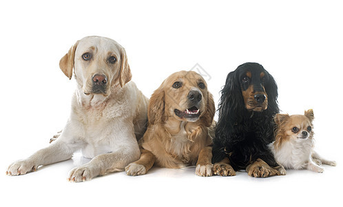 四四只狗团体工作室小狗猎狗棕色图片