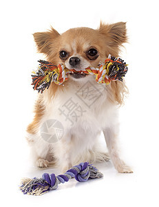 玩吉娃娃游戏工作室宠物小狗绳索玩具动物图片