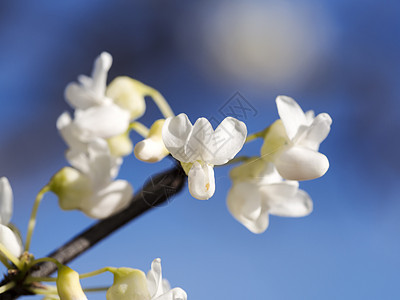 蓝白日光鲜花天空粉色花瓣花卉紫色蓝色晴天图片