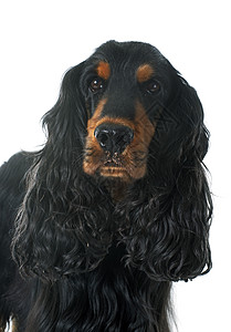 可卡犬宠物棕褐色英语黑色成人猎狗工作室男性动物图片