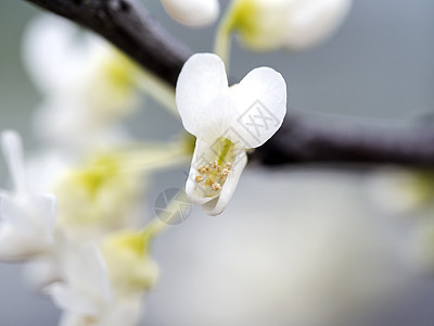 单身的粉色鲜花花瓣紫色蓝色天空晴天日光花卉图片