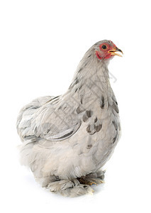 佩金巴坦羽毛小鸡农场女性动物工作室家禽灰色脚鸡图片