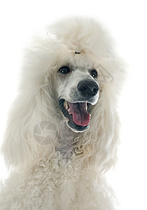 白标准面条宠物白色冒充动物工作室毛皮图片
