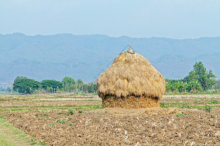 农村稻田的一堆稻草图片