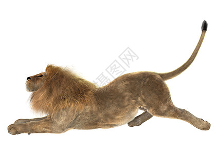 狮子雄狮动物野生动物捕食者白色男性国王荒野猫科鬃毛食肉图片