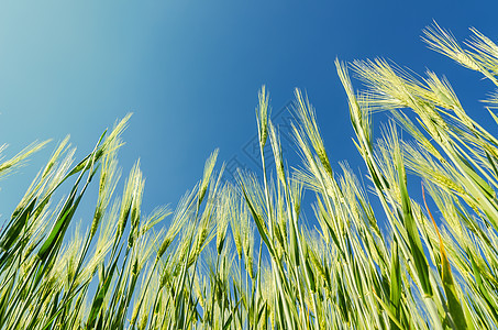 深蓝天空下的绿色谷物种植图片