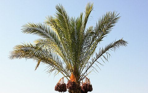 椰枣树森林树干亚热带异国植物群植物野生动物气候植物学生态图片
