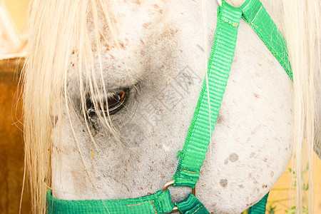 马眼紧闭黑色竞赛哺乳动物家畜赛车手动物马术螺柱牧场阉马图片