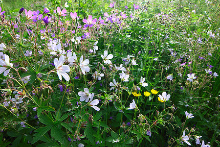 野生鲜花雏菊花园环境场地墙纸植物花瓣季节宏观甘菊图片