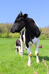绿地上的奶牛场地农场农田天空哺乳动物奶制品风景农业农村晴天图片