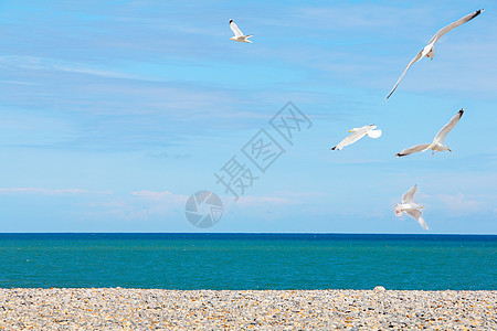 海鸥在石子海滩上支撑海岸卵石野生动物蓝色海洋地平线天空白色海鸟图片
