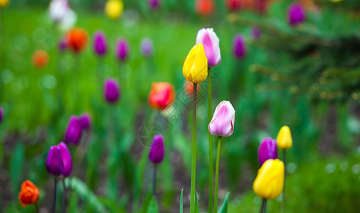 公园里多彩多彩的郁金香花园美丽草地紫色粉色季节植物群黄色花瓣植物图片