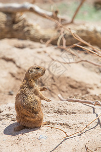 紧邻洞穴的Prairie Dog图片