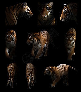 黑暗中的孟加拉虎老虎条纹哺乳动物聚光灯豹属食肉危险荒野猫科动物橙子图片