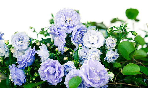 Campanula田地 白背景上孤立的蓝色花朵花盆叶子园艺植物百合花园紫色植物群花店种植图片
