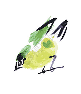 水彩画鸟 白底的Robin雀科宠物绘画羽毛森林荒野橙子动物插图卡片图片