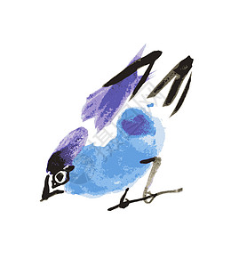 水彩画鸟 白底的Robin绘画羽毛动物墙纸荒野雀科插图唱歌森林红衣图片