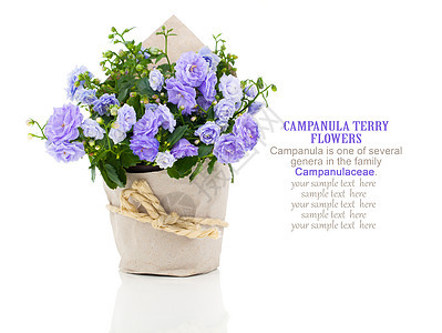 纸质包装中的蓝甘帕努拉田地花朵 随瞬间分离百合销售叶子花园园艺种植紫色植物群生长蓝色图片